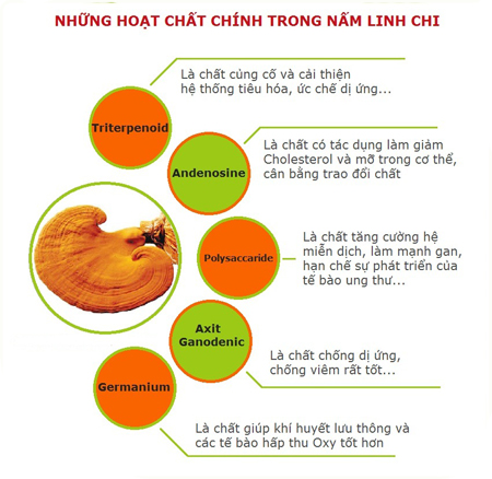 Cach dung nam linh chi
