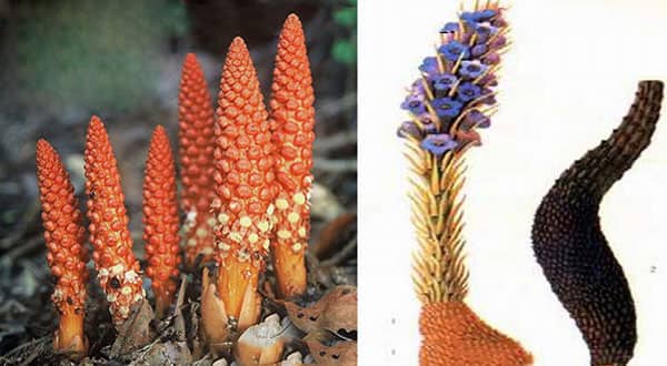 nhan-sam-sa-mac-nhuc-thung-dung